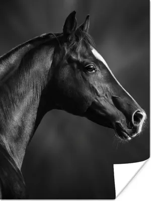 Produktbild von MuchoWow® Poster Pferd - Tiere - Schwarz - Weiß - Porträt 90x120 cm - Wohnzimmer