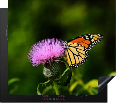 Produktbild von KitchenYeah© Herdabdeckplatte Blumen - Schmetterling - Makro , 58x51cm, Küche Deko, Glaskeramikkochfeld Herdabdeckung, Abdeckplatte fùr Kochfeld