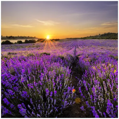 Produktbild von Wallario Möbeldesign -  Glasplatte, Schutzplatte mit Motiv - geeignet für Ikea Lack Tisch, Größe: 55 x 55 cm, Motiv: Sonnenuntergang über dem Lavendel