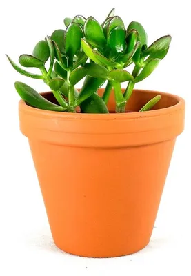 Obrázok produktu pre Gardners Crassula mix, priemer 12 cm