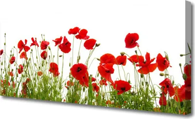 Produktbild von Tulup Leinwand-Bilder 125x50 Wandbild Canvas Kunstdruck Mohnblumen Pflanzen