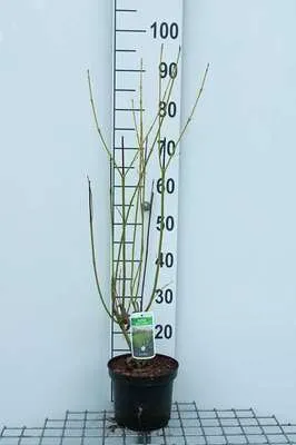 Produktbild von Cornus ser. 'Flaviramea' - Hartriegel 60- 80 cm Container