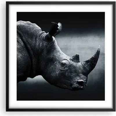 Produktbild von Gerahmtes Poster - Schwarzer Rahmen - Nashorn Schwarzweiß Porträt - 50x50 cm - Wand Bild - Wanddeko - Wandbilder - Wandposter - Bilderrahmen - Bilder - Kunstdruck - Wandbild - P2BAC50x50-4347