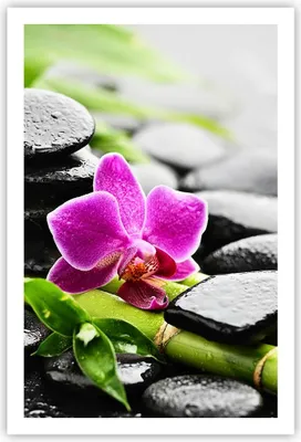 Produktbild von Poster - Poster ohne Rahmen - Pflanze Steine Bambus Spa - 61x91,5 cm - Wand Bild - Wanddeko - Wandbilder - Kunstposter - Wandposter - Bilder - Kunstdruck - Wanddekoration - Wandbild - P2XPA61x91-2681