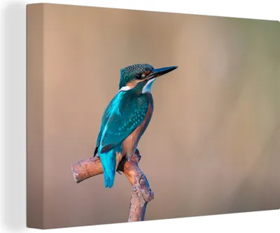 Obrázek produktu pro OneMillionCanvasses® - Obrazy na plátně - 140x90 cm, Rybák - Portrét - Větev, Nástěnné umění Vytisknout Nástěnná dekorace