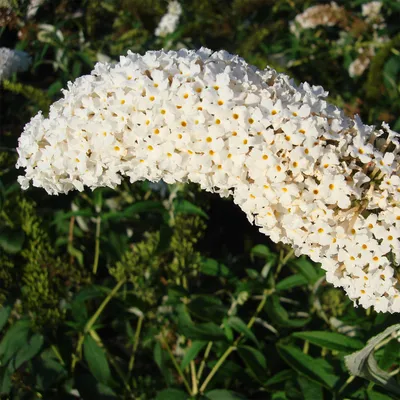 Produktbild von Sommerflieder Buddleja 'White Profusion' im 5 Liter Topf 30+ cm