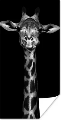 Produktbild von MuchoWow® Poster Giraffe - Porträt - Tiere - Schwarz - Weiß 60x120 cm - Wandschmuck