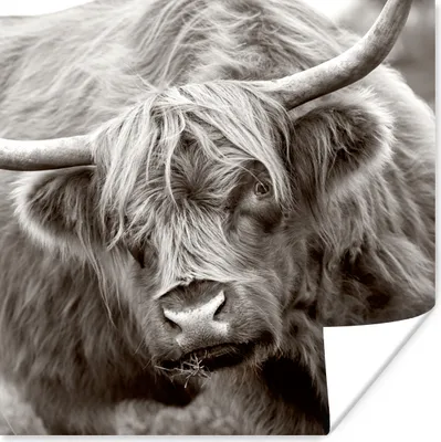 Produktbild von MuchoWow® Poster Schottischer Highlander - Schwarz - Weiß - Hörner 50x50 cm - Wohnzimmerdekoration
