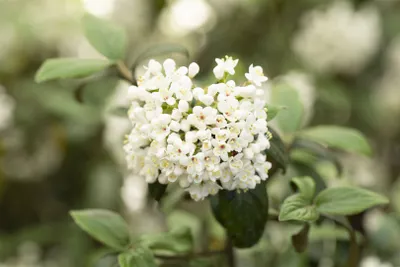 Produktbild von Viburnum burkwoodii 'Conoy', Duft-Schneeball, immergrün, 80 cm