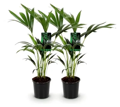 Produktbild von Zimmerpflanze - Howea Forsteriana - Kentia-Palme - Pflegeleicht - Grün - 2 Pflanzen - Topf 17cm - Höhe 70-75cm