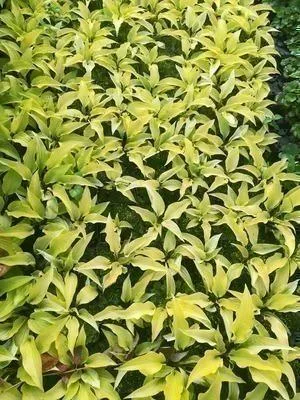 Immagine prodotto di 6 x Hosta hybr. 'Fire Island' - Hosta - vaso 9 x 9 cm