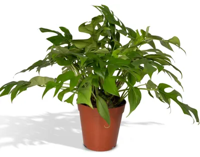 Produktbild von Meergroothandel Monstera Minima (Lochpflanze) - 30 cm, Ø 15 cm