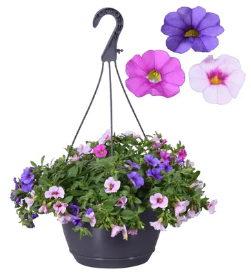 Obrázok produktu pre Magic bell - Mini závesná petúnia - Calibrachoa - 12 cm kvetináč - sada 3 rastlín - farebné (pestrofarebné)