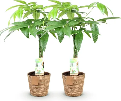 Zdjęcie produktu dla Pachira aquatica z plecionym pniem - kasztan szczescia - 2 rosliny w koszu