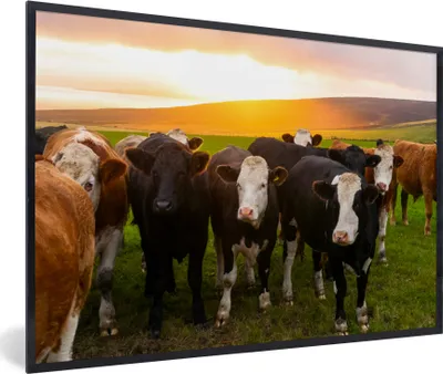 Produktbild von MuchoWow® Gerahmtes Poster Kühe - Hügel - Sonnenuntergang - Gras - Grün 90x60 cm - Poster mit Schwarzem Bilderrahmen Wandposter Rahmen Foto Bilder - Fotorahmen - Foto-Plakat