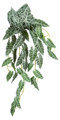 Produktbild von Kunstpflanze Alocasia hängend 70 cm als 2er Set