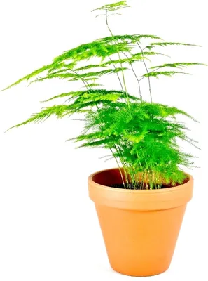 Obrázek produktu pro Gardners Asparagus plumosus, průměr 12 cm