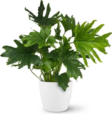 Produktbild von Philodendron Lickety Split Baumfreund 70cm Zimmerpflanze mit tief pflegeleicht