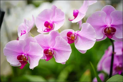 Produktbild von Muralo Fototapete Blumen 152.5 (B) x 104 (H) cm Vlies Tapete Wandtapeten 3D Effekt Orchideen Wohnzimmer Schlafzimmer moderne Wandbilder XXL Pflanzen Natur Wand Dekoration