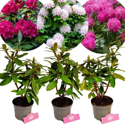Zdjęcie produktu dla Zestaw z 3x Rhododendron - 'Polarnacht', 'Cunningham's White', 'Germania' - Wysokość 40