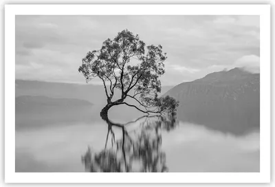 Produktbild von Poster - Poster ohne Rahmen - Baum Symmetrie See - 91,5x61 cm - Wand Bild - Wanddeko - Wandbilder - Kunstposter - Wandposter - Bilder - Kunstdruck - Wanddekoration - Wandbild - P2XAA91x61-4514