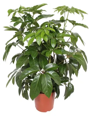 Produktbild von Schefflera Actinophylla Amate - 110-120cm - Ø30cm - Zimmerpflanze - Immergrün