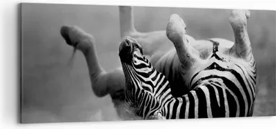 Produktbild von Bild auf Leinwand - Leinwandbild - Zebra Streifen Tier wild - 120x50cm - Wand Bild - Wanddeko - Leinwanddruck - Bilder - Kunstdruck - Wanddekoration - Leinwand bilder - Wandkunst - AB120x50-2699