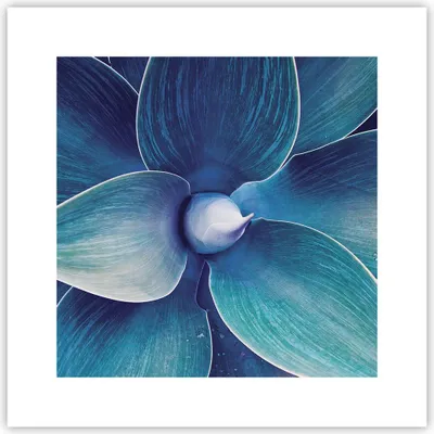 Produktbild von Poster - Poster ohne Rahmen - Agave Blau Blume - 30x30 cm - Wand Bild - Wanddeko - Wandbilder - Kunstposter - Wandposter - Bilder - Kunstdruck - Wanddekoration - Wandbild - P2XAC30x30-4972