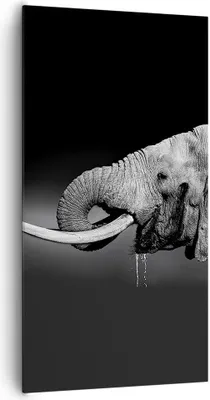 Produktbild von Bild auf Leinwand - Leinwandbild - Elefant Stoßzahn Natur - 65x120cm - Wand Bild - Wanddeko - Leinwanddruck - Bilder - Kunstdruck - Wanddekoration - Leinwand bilder - Wandkunst - PA65x120-3443