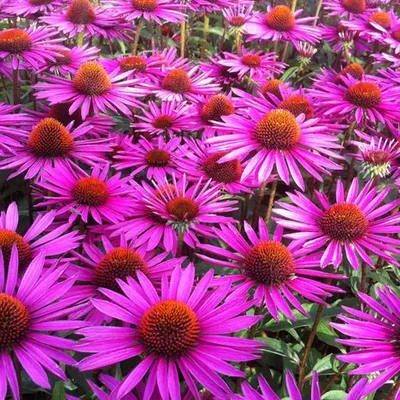 Image de 6 x Echinacea purpurea « Pica Bella » | Pot 9 cm x 9 cm