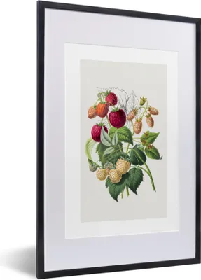 Produktbild von MuchoWow® Gerahmtes Poster Himbeeren - Obst - Lebensmittel 40x60 cm - Poster mit Schwarzem Bilderrahmen Wandposter Rahmen Foto Bilder - Poster in Rahmen