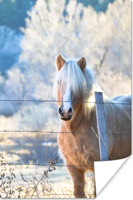 Produktbild von MuchoWow® Poster Pferd - Winter - Schnee 60x90 cm - Wanddekoration