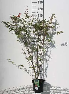 Obrázok produktu pre Acer palmatum - japonský javor 60- 80 cm kontajner