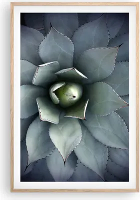 Produktbild von Gerahmtes Poster - Rahmen in heller Eiche - Blau Blätter Agave - 61x91,5 cm - Wand Bild - Wanddeko - Wandbilder - Kunstposter - Wandposter - Bilderrahmen - Bilder - Kunstdruck - P2NPA61x91-5133