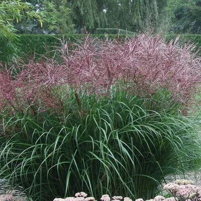 Image de 6 x Herbe à zébrer - Miscanthus sinensis 'Extrême-Orient' | Pot 9cm x 9cm