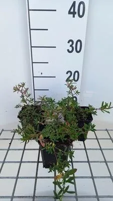 Image de 6 x Helianthemum hybr. 'Cerise Queen' - Hélianthème - Pot 9 x 9 cm