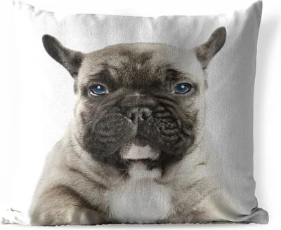 Produktbild von MuchoWow® Outdoor Kissen - Porträt eines französischen Bulldoggenwelpen - 50x50 cm - Wetterfest - Lounge Kissen - Komfortabel - Kissen mit Bild