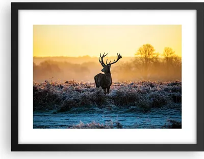 Produktbild von Gerahmtes Poster - Schwarzer Rahmen - Feld Nebel Natur Baum - 40x30 cm - Wand Bild - Wanddeko - Wandbilder - Kunstposter - Wandposter - Bilderrahmen - Bilder - Kunstdruck - Wandbild - P2BAA40x30-2428