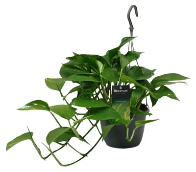 Image de Scindapsus (Epipremnum) - 35-45cm - Ø15cm - Plante d'intérieur - Vert persistant