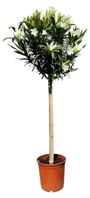 Image de Laurier-rose sur tige - Hauteur 140-160 cm - Plante méditerranéenne - Persistante - Diamètre du pot 30 cm