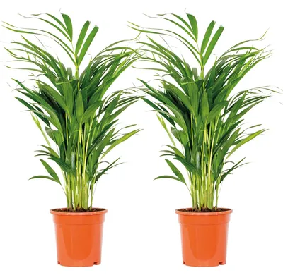 Produktbild von 2er Set - Dypsis Lutescens - Goldfruchtpalme - Areca Palme - Zimmerpflanzen - Pflegeleicht - Haustierfreundlich - Höhe 60-70 cm - Topf 17 cm