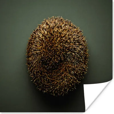 Produktbild von MuchoWow® Poster Igel - Braun - Grün 30x30 cm - Wandposter - Printing