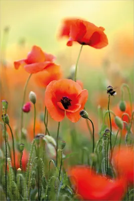 Produktbild von Wallario selbstklebendes Poster - Mohnblumenblüten, Größe: 100 x 150 cm