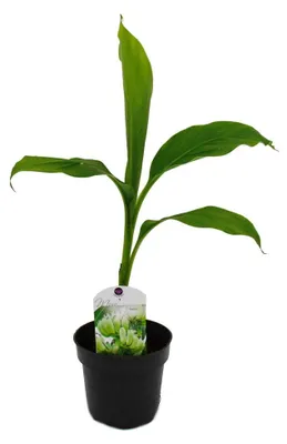Zdjęcie produktu dla Bananowiec odporny na zimno – Musa basjoo – bananowiec ogrodowy – doniczka 12 cm
