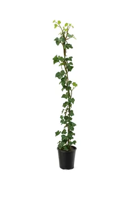 Produktbild von 10x Efeu Hedera Hibernica 100-140 cm – Immergrüne Kletterpflanzen für dichte 3m Sichtschutz-Hecke, schnellwachsend & winterhart