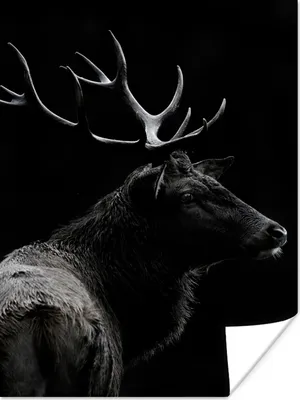 Produktbild von MuchoWow® Poster Hirsch - Schwarz - Porträt - Geweih - Tiere 120x160 cm - Wandbilder