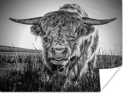 Produktbild von MuchoWow® Poster Schottischer Highlander - Schwarz und Weiß 120x90 cm - Wandbild