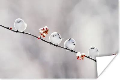 Produktbild von MuchoWow® Poster Vogel - Zweige - Weiß 60x40 cm - Schlafzimmerdekoration