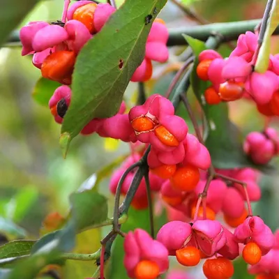 A close-up of a plant with bright pink seed pods and orange seeds.