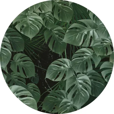 Immagine prodotto di Sanders & Sanders fotomurale autoadhesivo tondo foglie verde Ø 125 cm